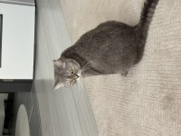 British Shorthair Kısır