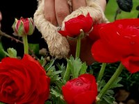 Toy Poodle Cinsi Köpeklerim