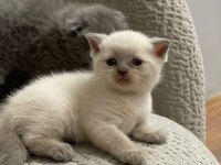 7 adet yavru scottish fold