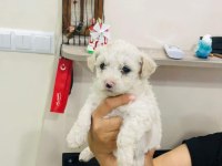 Maltipoo yavrular