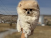 Petmode köpek çiftliğinde ziyarete açık pomeranian