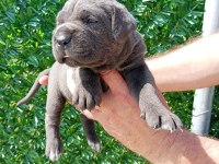 Cane corso yavrularımız ırk garantilidir