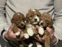 Orjinal Maltipoo Yavrularımız İçin Geç Kalmayın