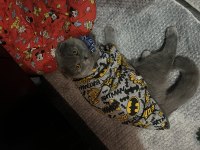 Acil scottish fold kısır değil erkek sahiplendirme