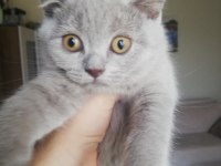 3 aylık dişi british kedi