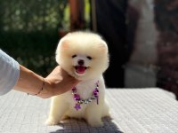 Sağlık Ve Irk Garantili Pomeranian