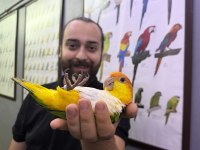 FULL EVCİL MASKOT Caique Papağanımız