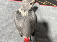 BEBEK JAKO PAPAĞANI