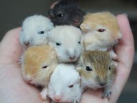 Aynı Gün Adrese Teslim Hamster Yavru Ve Setleri