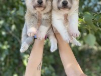 Japon Akita yavrularım
