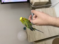 Evcil Erkek Bilezikli Üst Seviye Muhabbet Kuşu
