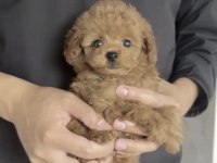 Toy Poodle Köpeği