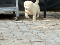 SAFKAN KURT KAFALI AKBAŞLAR YENİ DOĞDULAR