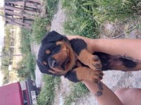 Macar koca kafa rottweiler yavruları