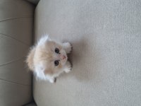 SCOTTİSH FOLD YAVRU KEDİLER