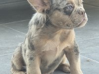 French Bulldog Erkek Yavrumuz