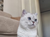 2 yaşında şecereli british shorthair kedimiz (Pars)