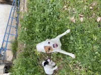 Korsan 8 aylık dişi jack russell