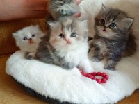 Rengarenk Chinchilla Kedisi