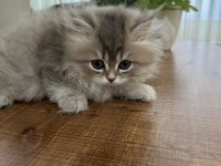 Yeni yuvalarına hazır kediler