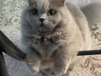 20 aylık British Longhair Ücretsiz