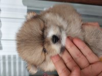Tatlı ve minik pomeranian yavru