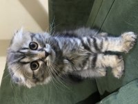 Scottish Fold 3 Aylık