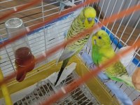 2 dişi 1 erkek muhabbet kuşu