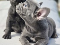 Blue French Bulldog Yavruları İstanbul 