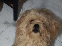 Pikapoo yavru köpeğimiz