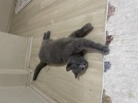 1 yaşında dişi british shorthair