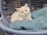 British shorthair dişi prenses