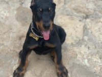 Safkan Doberman Yavrularımız