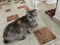 Safkan Scottish Fold