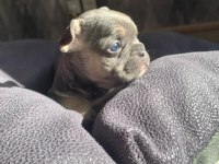 Güzeller güzeli french bulldog bebeklerimiz