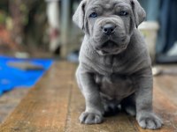 Profesyonel Üretim Çifliğinden Cane Corso Kapıda Ödeme
