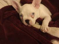 French bulldog 4 aylık
