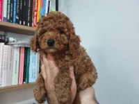 Toy poodle köpeği