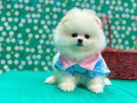 Safkan Pomeranian Boo Bebekleri