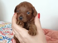 0 numara kore poodle