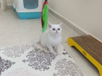 British shorthair beyaz