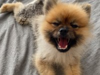 1 yaşında erkek Pomeranian boo 2,5 kg