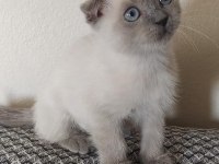Beyaz ve golden eğik kulaklı tatlı scottish fold yavrularım