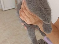 Top Kafa Ayıcık Surat British Shorthair Kedisi