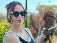 Toy Poodle yavruları