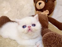 İddaa ediyorum böyle güzel iran kedisi yok