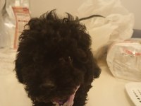 45 günlük poodle yavrumuz satılıktır