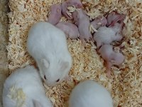 Her renkte gonzales hamster mevcut