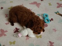 Toy poodle alex
