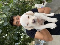 2 aylık Labrador yavrularımız